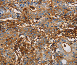 CD54 Polyclonal Antibody - 2
