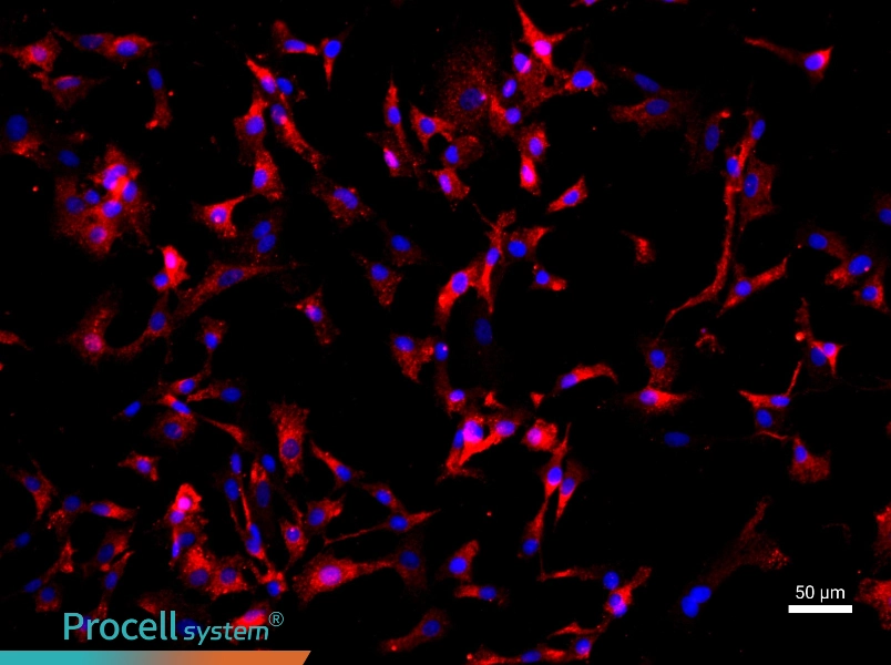 Rat Articular Chondrocyte Complete Medium - 1