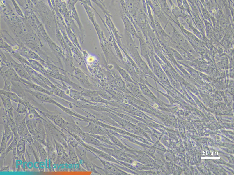 Human Embryonic Lung Fibroblast Complete Medium - 4