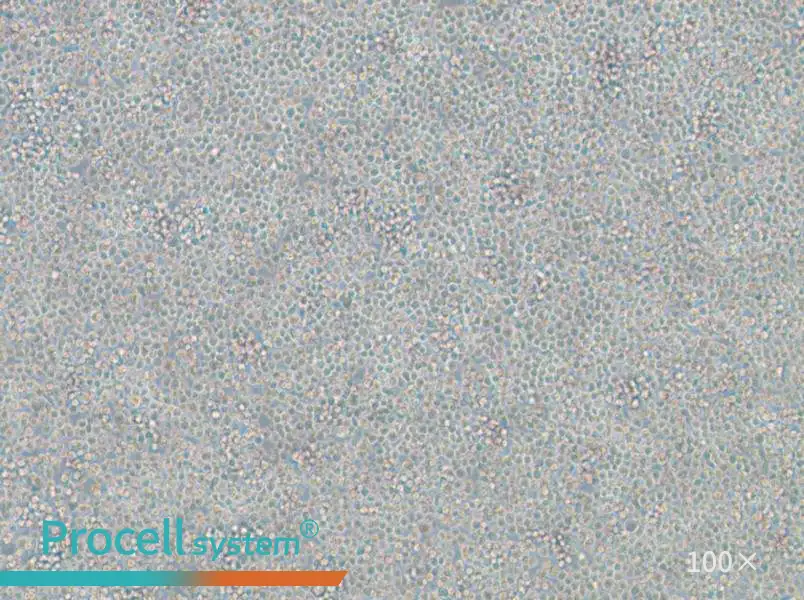 WIL2 S Cell Complete MediumWIL2 S Cell Complete Medium - 2