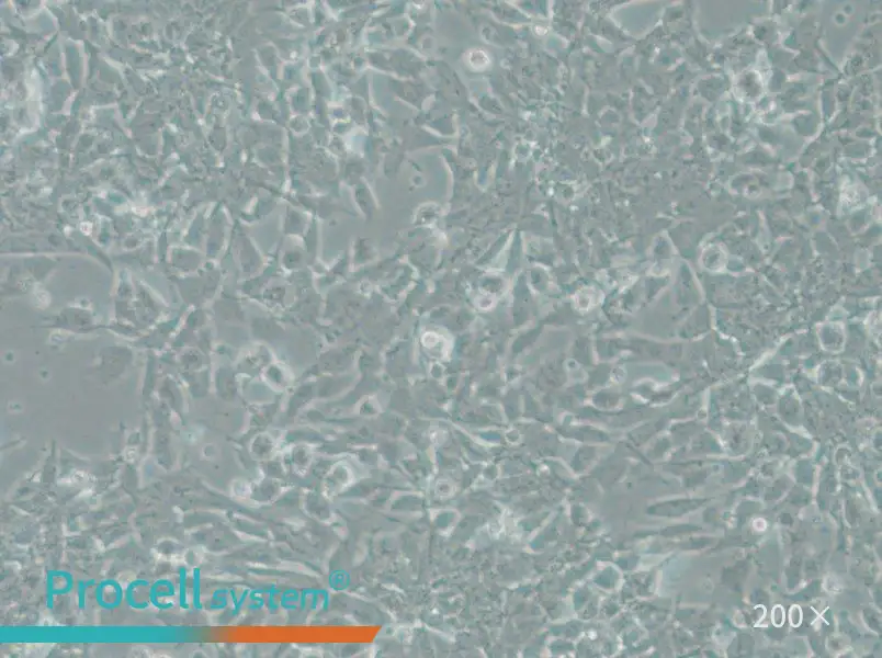 SK-N-DZ Cell Complete Medium - small - 6