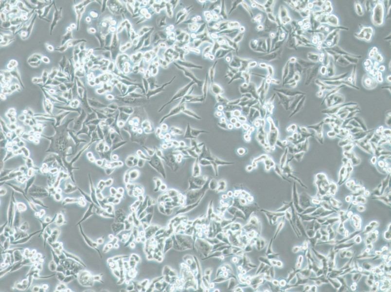 SUIT-2 Cell Complete Medium-searchlist-1