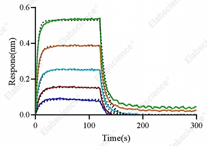 Recombinant Mouse CD64/FCGR1 Protein (His Tag) - 6