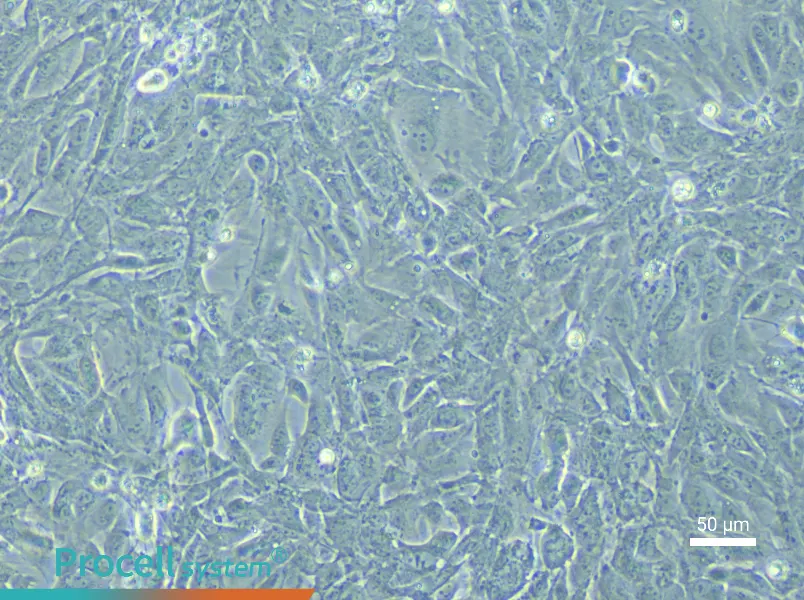 Rabbit Urethral Epithelial Cell Complete MediumRabbit Urethral Epithelial Cell Complete Medium - 4