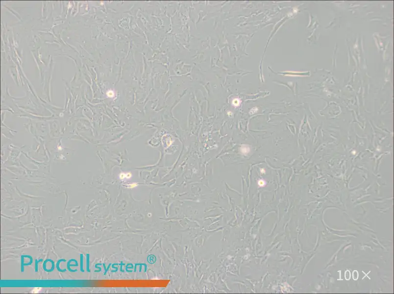NCI-H196 Cell Complete MediumNCI-H196 Cell Complete Medium - 3