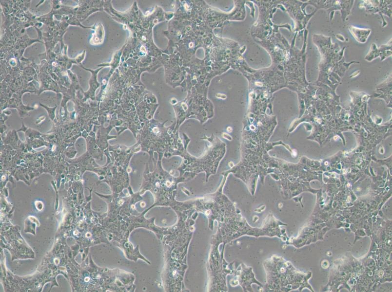 UPCI-SCC-090 Cell Complete Medium - 2