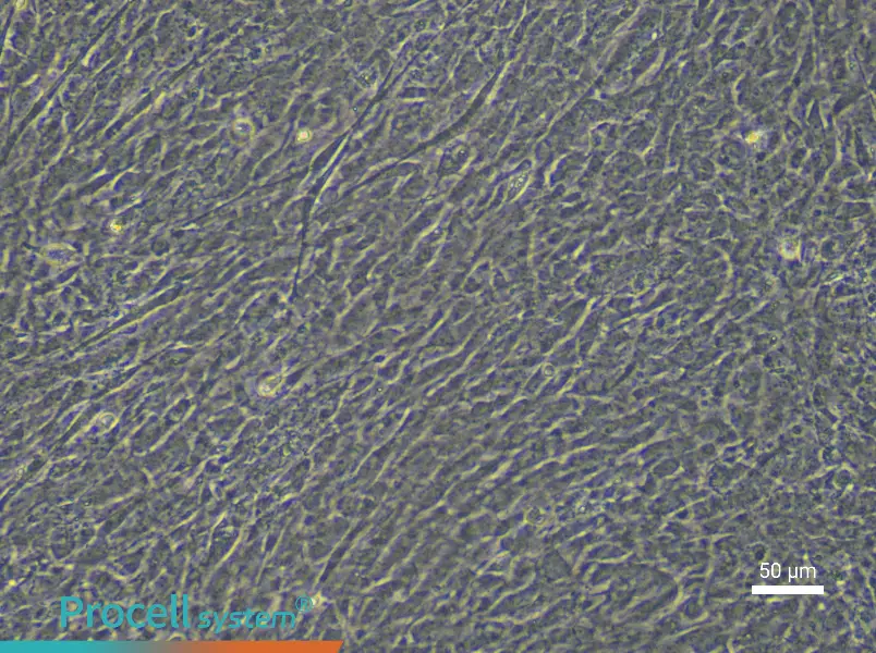 Rat Embryonic Limb Bud Mesenchymal Stem Cell Complete Medium - 4