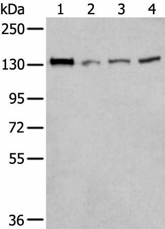 Western blot analysis of 293T Hela and A172 cell lysates  using MORC2 Polyclonal Antibody at dilution of 1:300