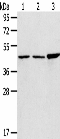 Western Blot analysis of 293T, 231 and Hela cells using PLIN3 Polyclonal Antibody at dilution of 1/800