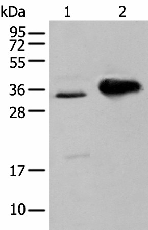 Western blot analysis of TM4 cell and Mouse brain tissue  using ATP6V1E2 Polyclonal Antibody at dilution of 1:400