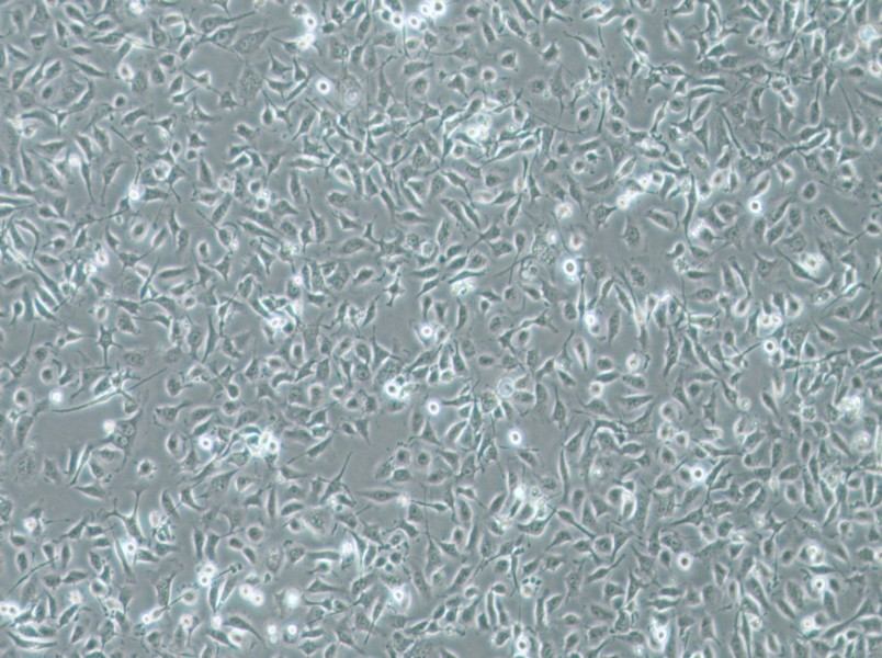 HBE135-E6E7 Cell Complete Medium-searchlist-1