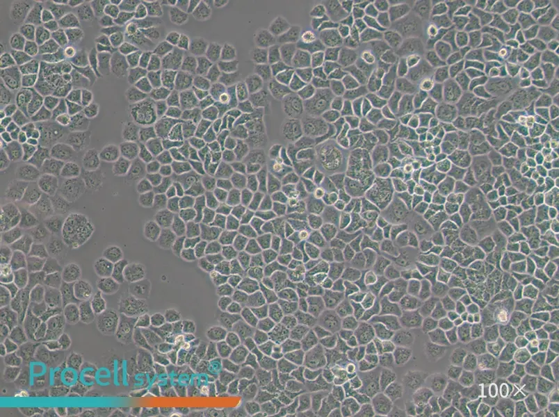 SW-13 (L15) Cell Complete MediumSW-13 (L15) Cell Complete Medium - 2