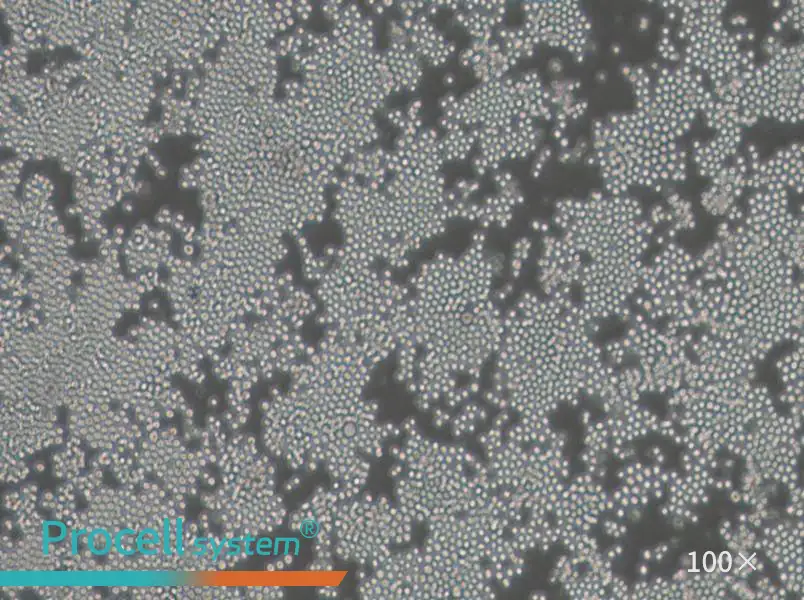 P3/NSI/1-Ag4-1 [NS-1] Cell Complete Medium - 3