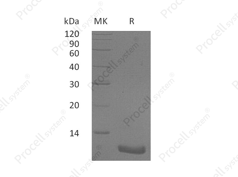 GRO-&beta;/CINC-3/CXCL2, Human, Recombinant