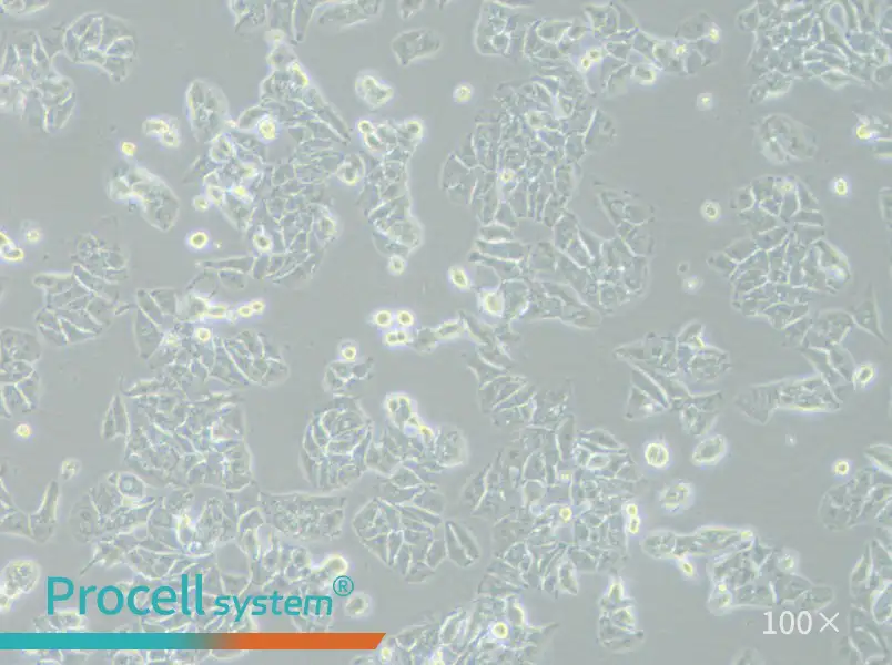HCCLM3 Cell Complete Medium - 2