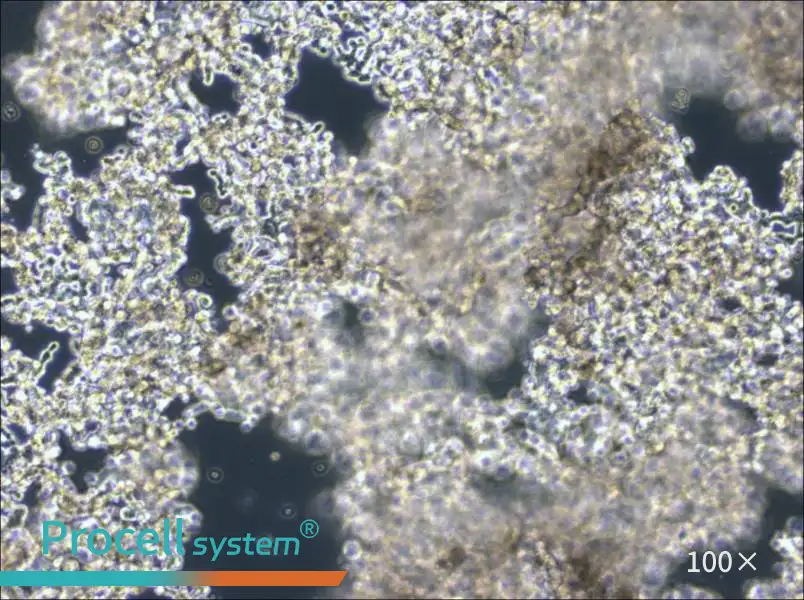 NCI-H526 Cell Complete MediumNCI-H526 Cell Complete Medium - 2