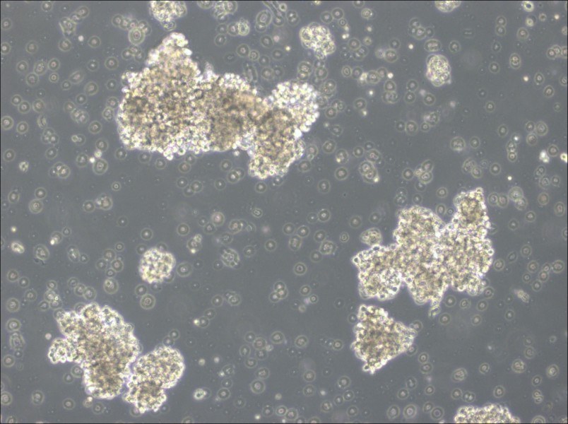 OCI-Ly3 Cell Complete Medium-searchlist-1