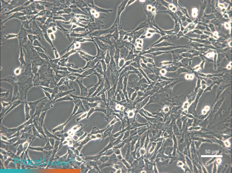 C6 Cell Complete Medium - small - 4