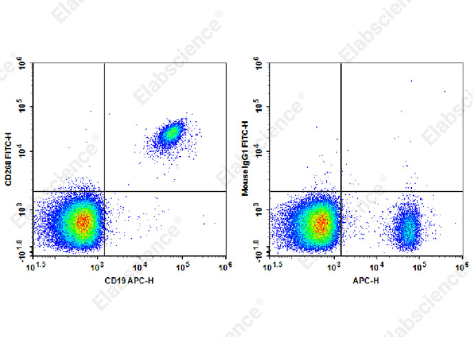 FITC Anti-Human CD268 Antibody[11C1]-1