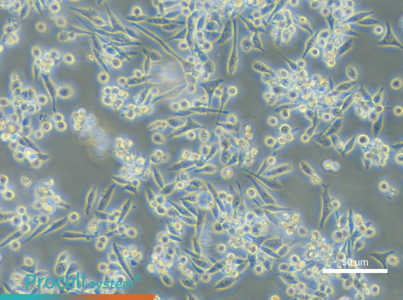 MKN-45 - 5