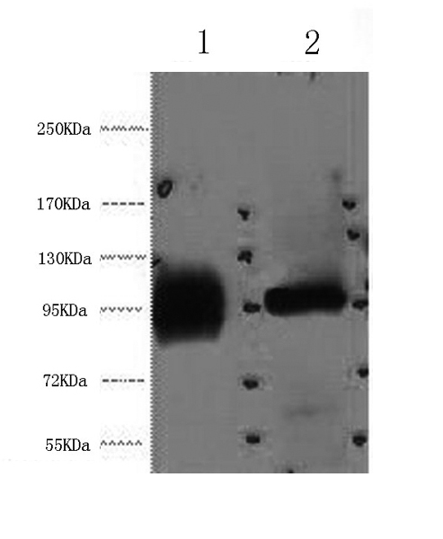 Western Blot analysis of 1) Hela, 2) 293T cells using ABCB5 Monoclonal Antibody at dilution of 1:2000.