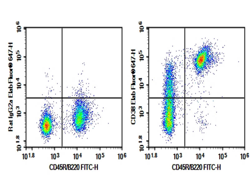 Purified Anti-Mouse CD38 Antibody[NIMR5]-1