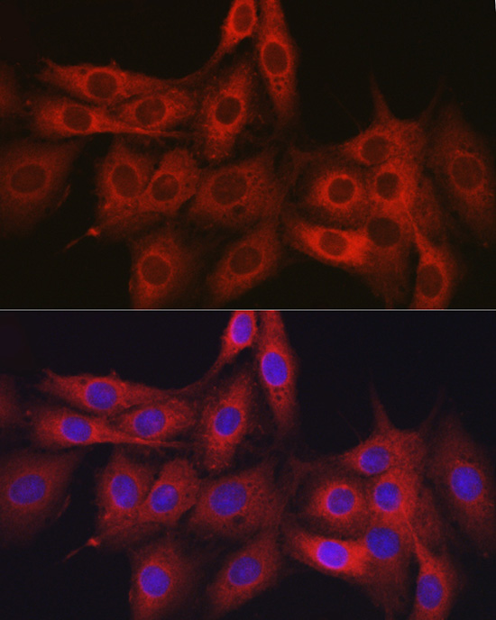 Immunofluorescence analysis of PC-12 cells using OLA1 Polyclonal Antibody at dilution of 1:100 (40x lens). Blue: DAPI for nuclear staining.