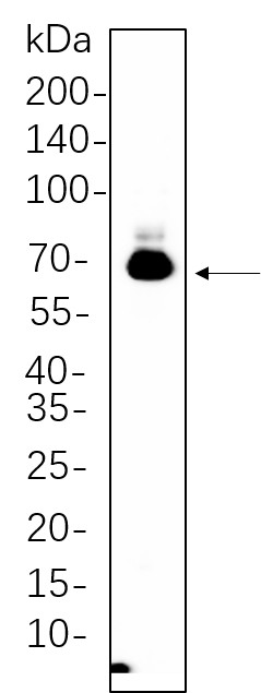 Recombinant BACE Monoclonal Antibody-searchlist-1