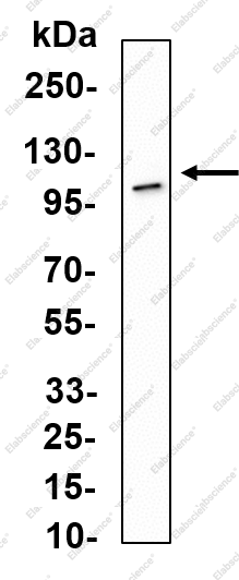 Recombinant Daxx Monoclonal Antibody - 2