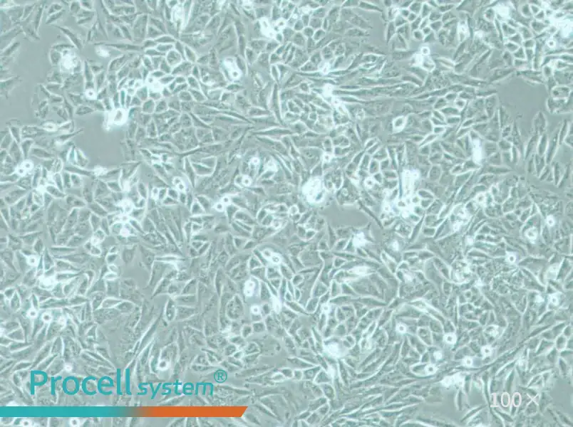 PSN1 Cell Complete Medium - 1