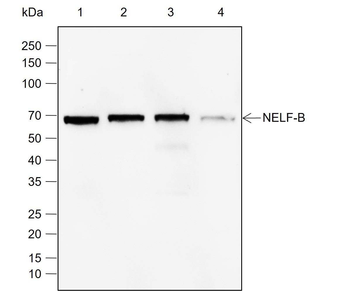 Recombinant NELF-B Monoclonal Antibody-searchlist-1