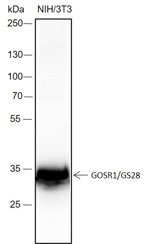 Recombinant GOSR1/GS28 Monoclonal Antibody - 2
