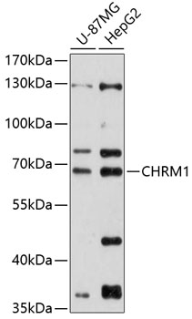 Western blot analysis of extracts of various cell lines using CHRM1 Polyclonal Antibody at 1:1000 dilution.