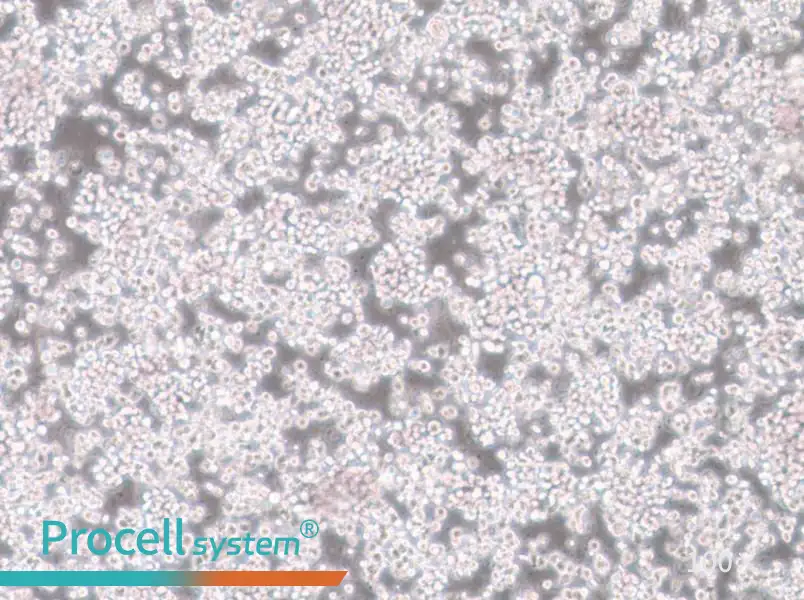 CTLL-2 Cell Complete Medium - 1
