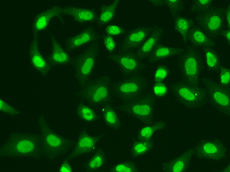 Immunofluorescence analysis of A549 cells using APTX Polyclonal Antibody