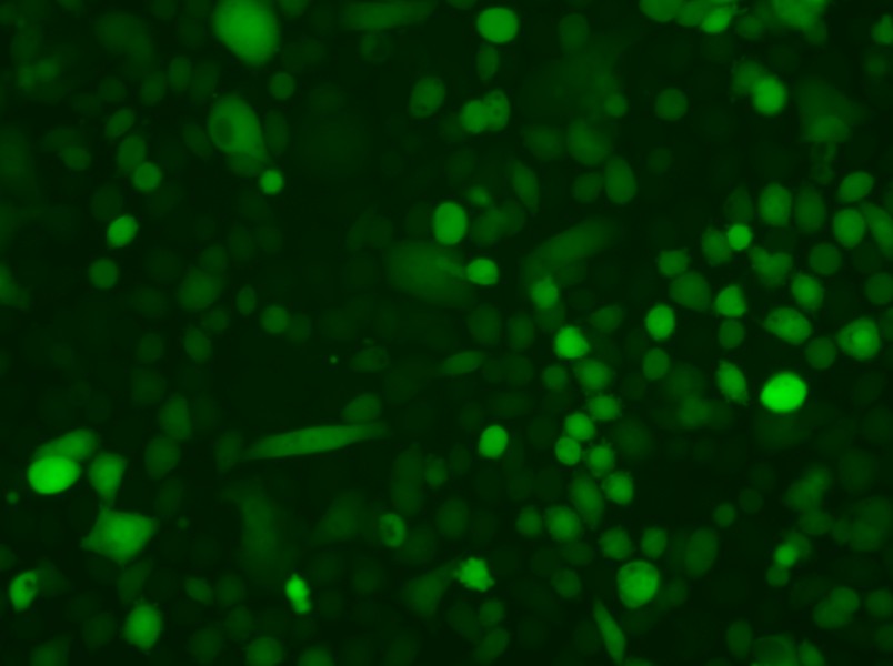 AGS-LUC-EGFP Cell Complete Medium - small - 4