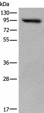 Western blot analysis of 293T cell lysate  using USP6NL Polyclonal Antibody at dilution of 1:400