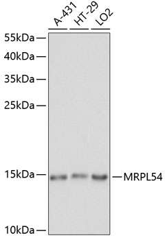 Western blot analysis of extracts of various cell lines using MRPL54 Polyclonal Antibody at dilution of 1:1000.