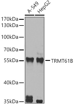 Western blot analysis of various lysates using TRMT61B Polyclonal Antibody at 1:1000 dilution.