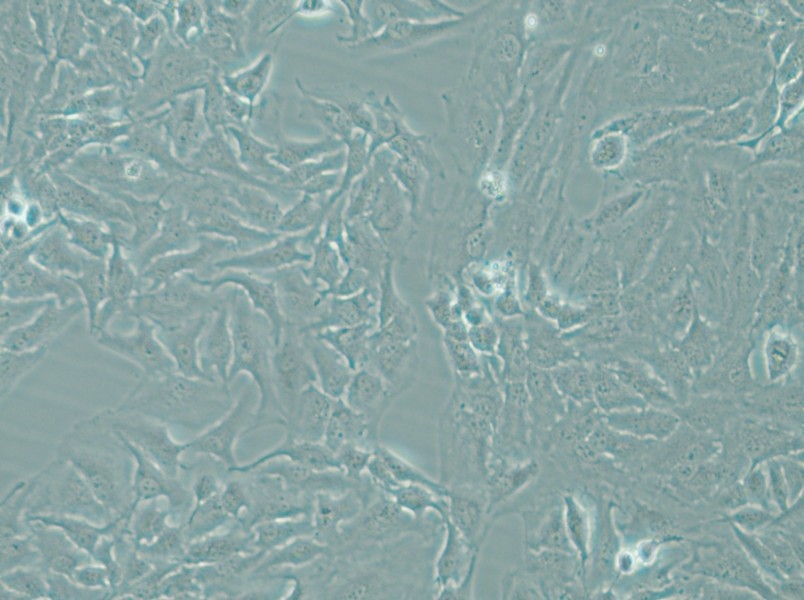 Hela Cell Complete Medium - small - 5