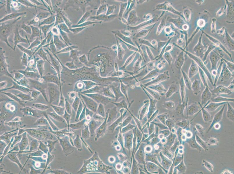 PC-3-RFP Cell Complete Medium - small - 9