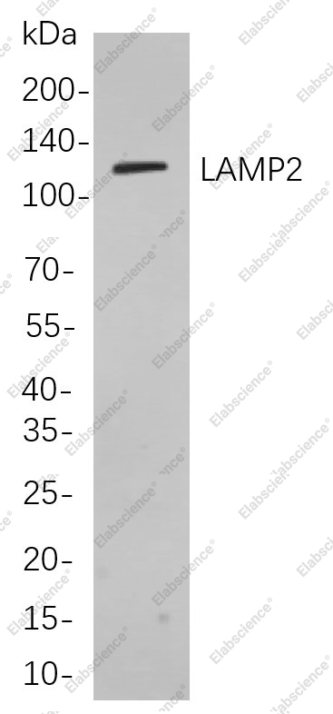 Recombinant LAMP2 Monoclonal Antibody - 1