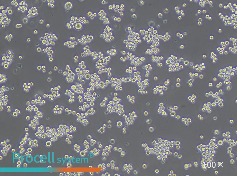 MDA-MB-453 (DMEM) Cell Complete MediumMDA-MB-453 (DMEM) Cell Complete Medium - 2