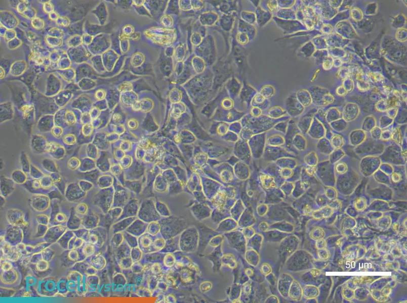 Rat Nucleus Pulposus Cell Complete Medium - 6