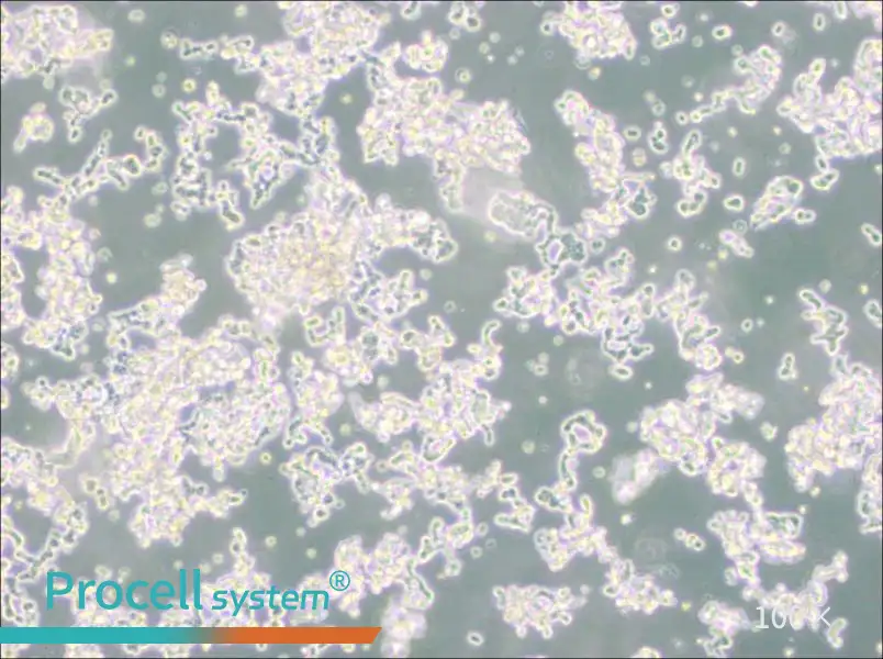 WERI-Rb-1 Cell Complete MediumWERI-Rb-1 Cell Complete Medium - 2