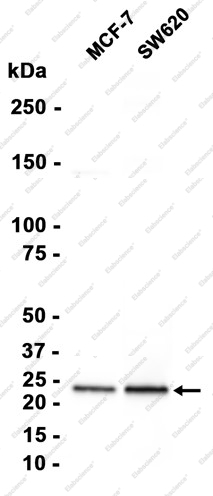 Recombinant Rab8A Monoclonal Antibody - 2