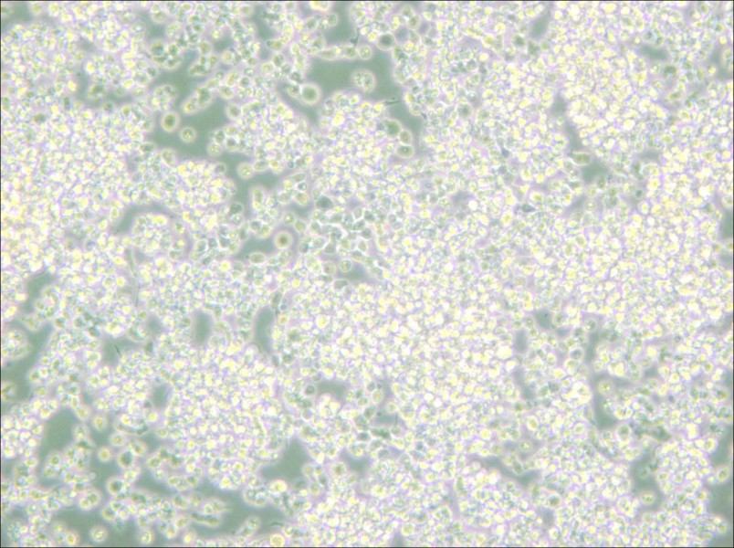 EL-4-B5 Cell Complete Medium - 6