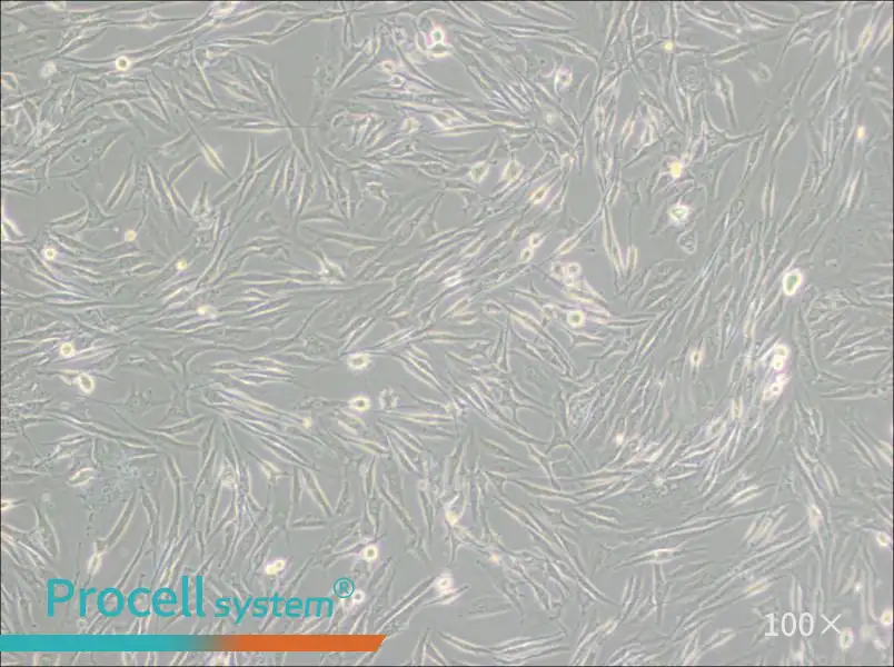 8305C Cell Complete Medium8305C Cell Complete Medium - 2