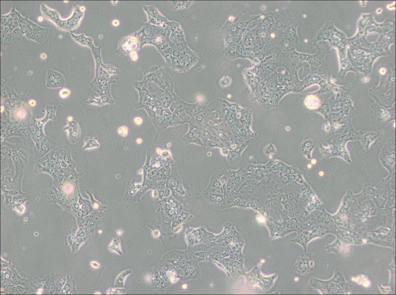 Capan-1 Cell Complete Medium - 3