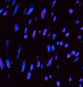 Immunofluorescence analysis of Human uterus tissue using CD10 Monoclonal Antibody at dilution of 1:200.